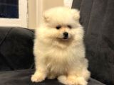 Pomeranian Yavrularımız Ped Eğitimleri Tamamlandı