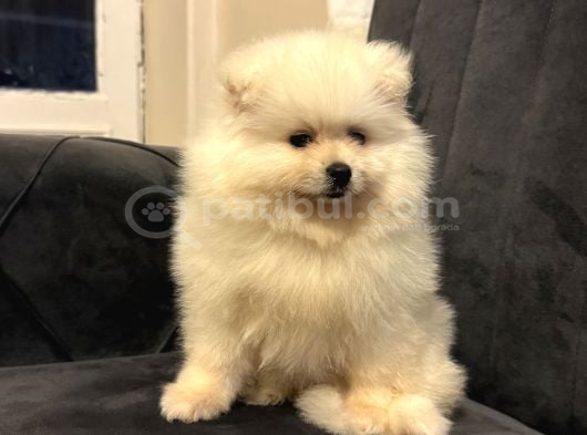 Pomeranian Yavrularımız Ped Eğitimleri Tamamlandı görsel