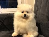 Pomeranian Yavrularımız Ped Eğitimleri Tamamlandı