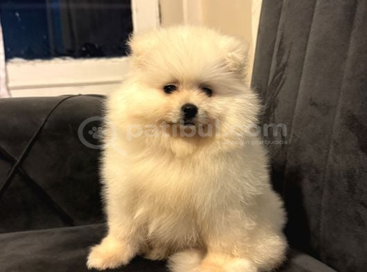 Pomeranian Yavrularımız Ped Eğitimleri Tamamlandı görsel