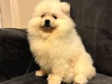 Pomeranian Yavrularımız Ped Eğitimleri Tamamlandı