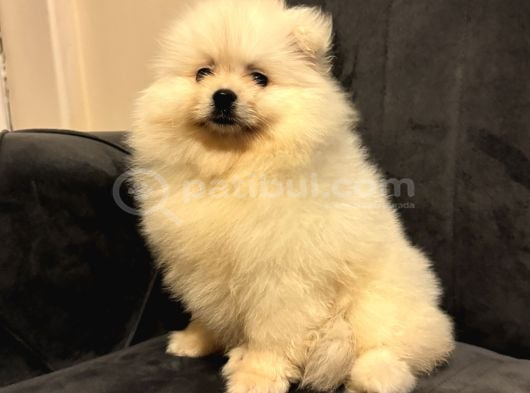 Pomeranian Yavrularımız Ped Eğitimleri Tamamlandı görsel