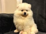 Pomeranian Yavrularımız Ped Eğitimleri Tamamlandı