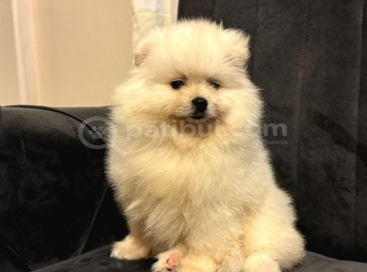 Pomeranian Yavrularımız Ped Eğitimleri Tamamlandı görsel