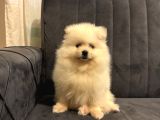Pomeranian Yavrularımız Ped Eğitimleri Tamamlandı