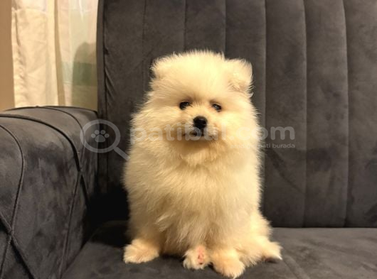 Pomeranian Yavrularımız Ped Eğitimleri Tamamlandı görsel