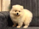 Pomeranian Yavrularımız Ped Eğitimleri Tamamlandı