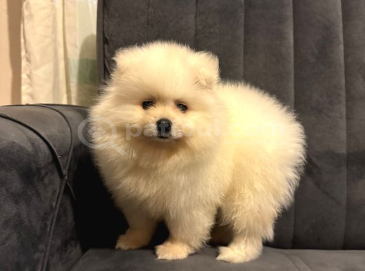 Pomeranian Yavrularımız Ped Eğitimleri Tamamlandı görsel