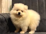 Pomeranian yavrularımız ped eğitimleri tamamlandı