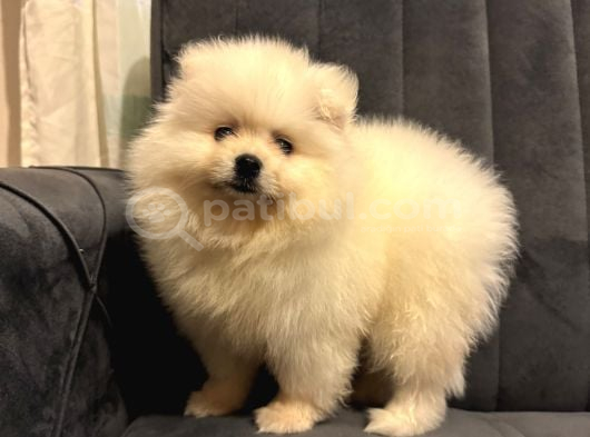 Pomeranian yavrularımız ped eğitimleri tamamlandı