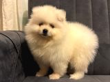 Pomeranian yavrularımız ped eğitimleri tamamlandı