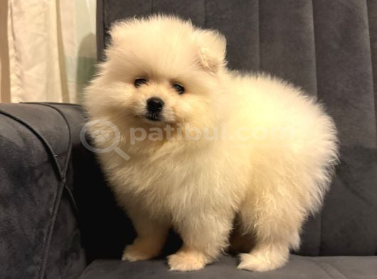 Pomeranian yavrularımız ped eğitimleri tamamlandı