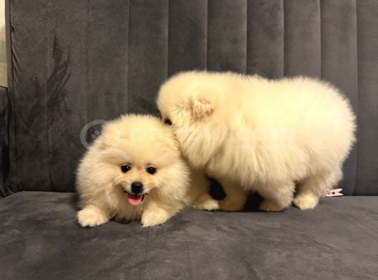 Pomeranian Yavrularımız Ped Eğitimleri Tamamlandı görsel