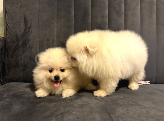 Pomeranian Yavrularımız Ped Eğitimleri Tamamlandı görsel