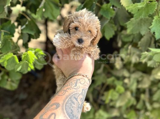 Uygun Sevi̇mli̇i̇  Di̇şi̇ Poodle Malti̇po Yavrumuz görsel
