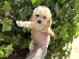 UYGUN SEVİMLİİ  DİŞİ POODLE MALTİPO YAVRUMUZ