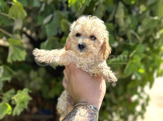 Uygun Sevi̇mli̇i̇  Di̇şi̇ Poodle Malti̇po Yavrumuz görsel