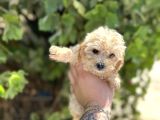 Uygun Sevi̇mli̇i̇  Di̇şi̇ Poodle Malti̇po Yavrumuz