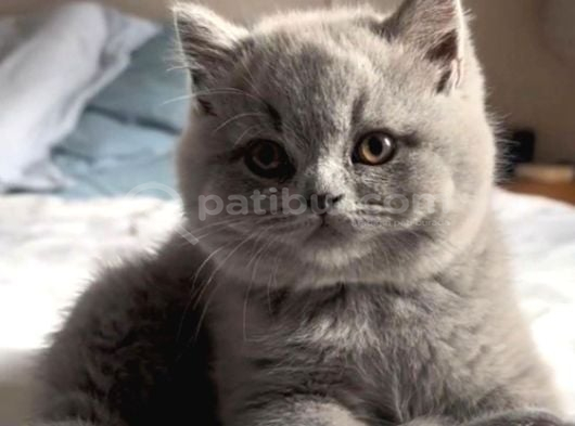 Ayı Surat Top Kafa British Yavrularımız görsel