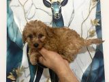Toy Poodle Bebekler