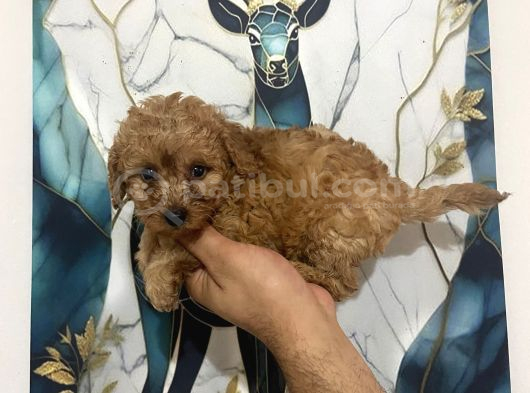 Toy Poodle Bebekler görsel