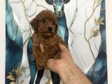 Toy Poodle Bebekler