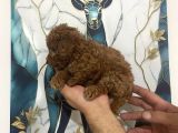 Toy Poodle Bebekler
