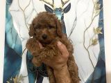 Toy Poodle Bebekler
