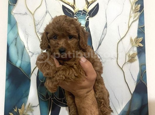 Toy Poodle Bebekler görsel
