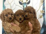 Toy Poodle Bebekler
