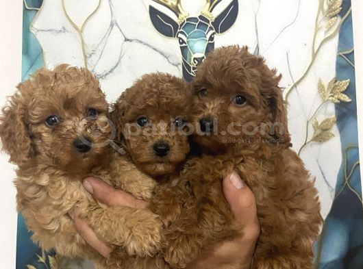 Toy poodle bebekler