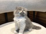 Show güzellikte bicolor longhair erkek yavrumuz