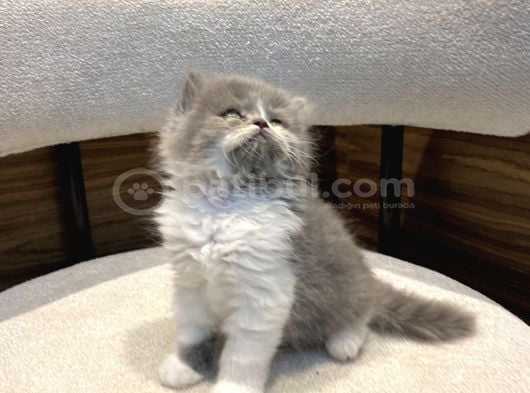 Show güzellikte bicolor longhair erkek yavrumuz