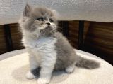 Show Güzellikte Bicolor Longhair Erkek Yavrumuz