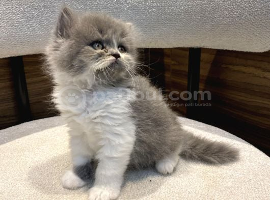 Show Güzellikte Bicolor Longhair Erkek Yavrumuz görsel