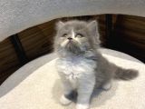 Show Güzellikte Bicolor Longhair Erkek Yavrumuz