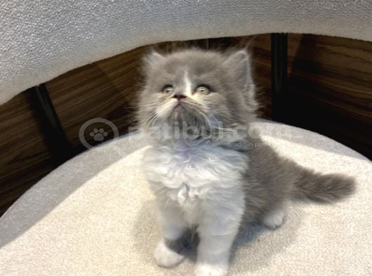 Show Güzellikte Bicolor Longhair Erkek Yavrumuz görsel