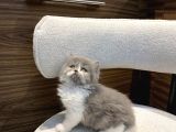 Show Güzellikte Bicolor Longhair Erkek Yavrumuz