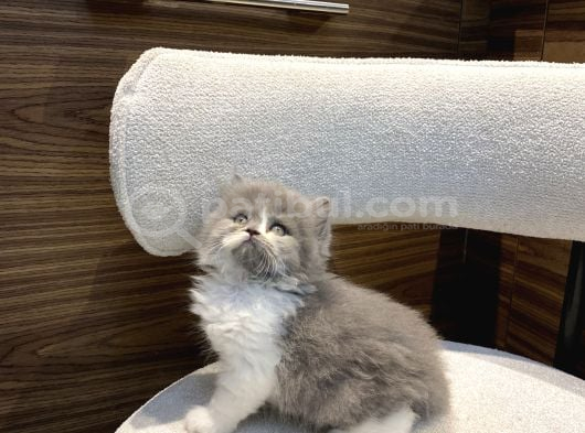 Show Güzellikte Bicolor Longhair Erkek Yavrumuz görsel