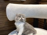 Show Güzellikte Bicolor Longhair Erkek Yavrumuz