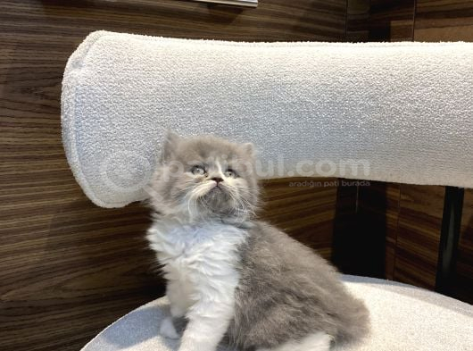 Show Güzellikte Bicolor Longhair Erkek Yavrumuz görsel