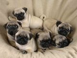 Pug Mops Bebekler Teslime Hazır