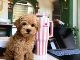 Sincap Gibi Gerçek Maltipoo Yavrusu 0 Boy