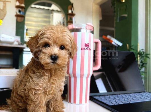 Sincap Gibi Gerçek Maltipoo Yavrusu 0 Boy görsel