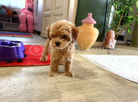 Sincap Gibi Gerçek Maltipoo Yavrusu 0 Boy görsel