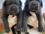 PREMİUM CANE CORSO YAVRULARI