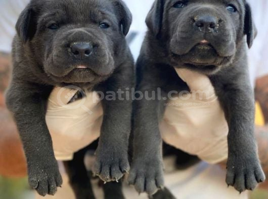 Premi̇um Cane Corso Yavrulari