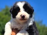 A Kalite Border Collie