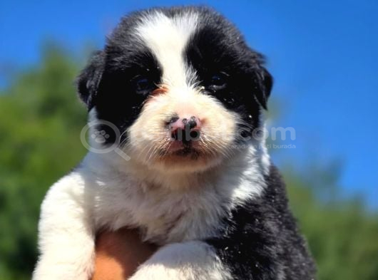 A Kalite Border Collie görsel