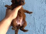 Poddle harika bebekler